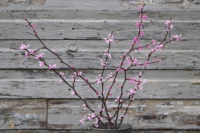 Een vroege lentebries creëren door takken van voorjaarsbloeiende bomen