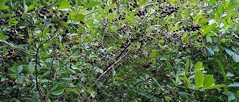 De zwarte appelbes (Aronia melanocarpa) is een bladverliezende struik uit Noord-Europa