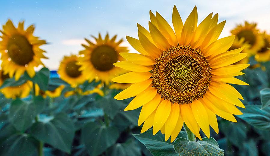 Vaste plant Helianthus bloeit het best in de volle zon