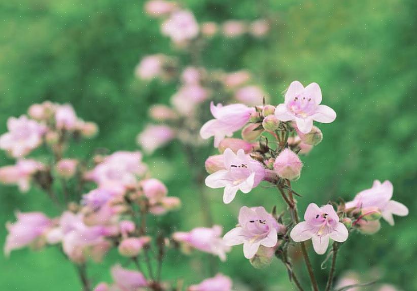 Penstemon-planten zijn kruidachtige vaste planten met lancetvormig blad