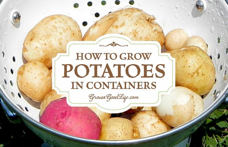 Het is mogelijk om aardappelen in elke grote container te telen
