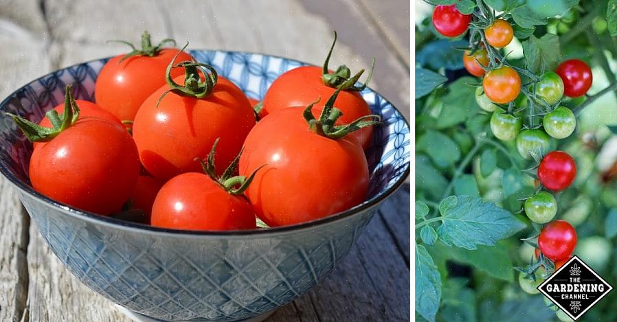 Tomaten rijpen aan of naast de wijnstok