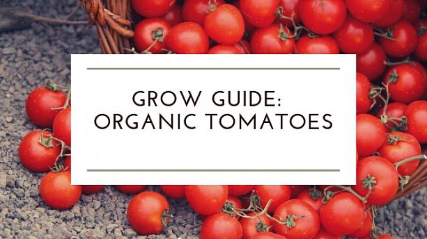 Tomaten zijn over het algemeen een vrij gemakkelijk gewas