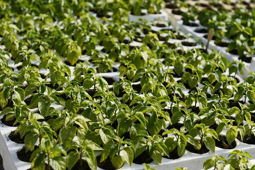 Jalapeno-planten hebben een constante toevoer van water nodig