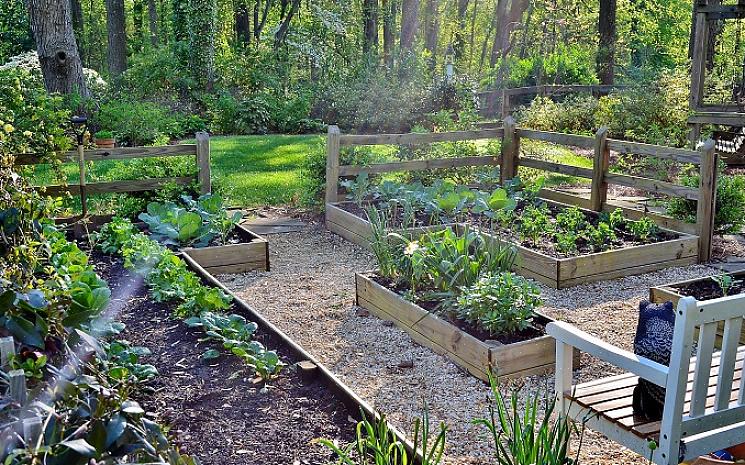 Probeer een eetbare bodembedekker te kweken om elke centimeter van je tuin te benutten