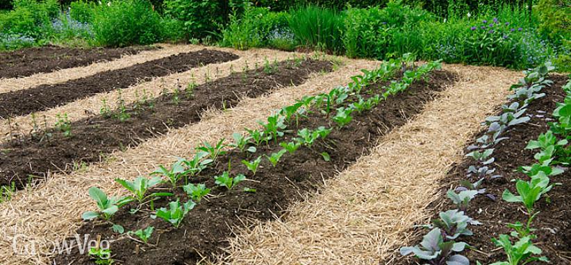 U heeft twee opties bij het planten van brede rijen