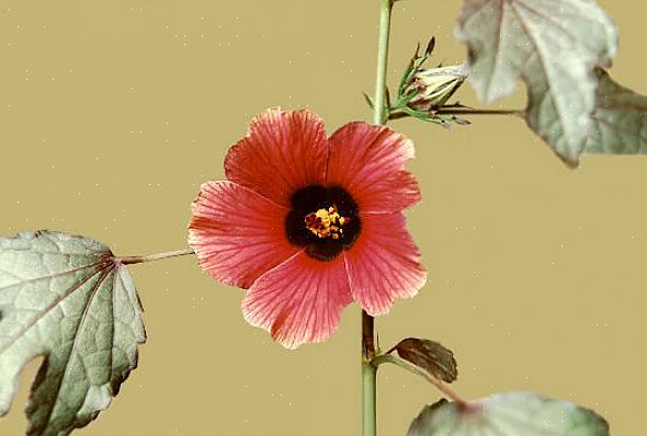 In tegenstelling tot de meeste andere hibiscusplanten zijn de bloemen incidenteel op Hibiscus acetosella