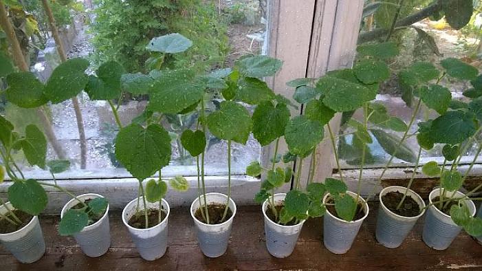 Okra-planten worden gekweekt vanwege hun lange