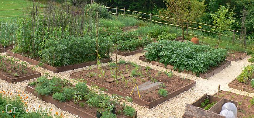 Het gezond houden van uw groenteplanten is de eerste sleutel tot een lang producerende groentetuin