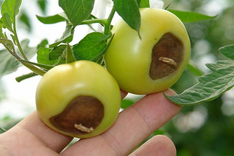 Waarom wordt de onderkant van tomaten zwart