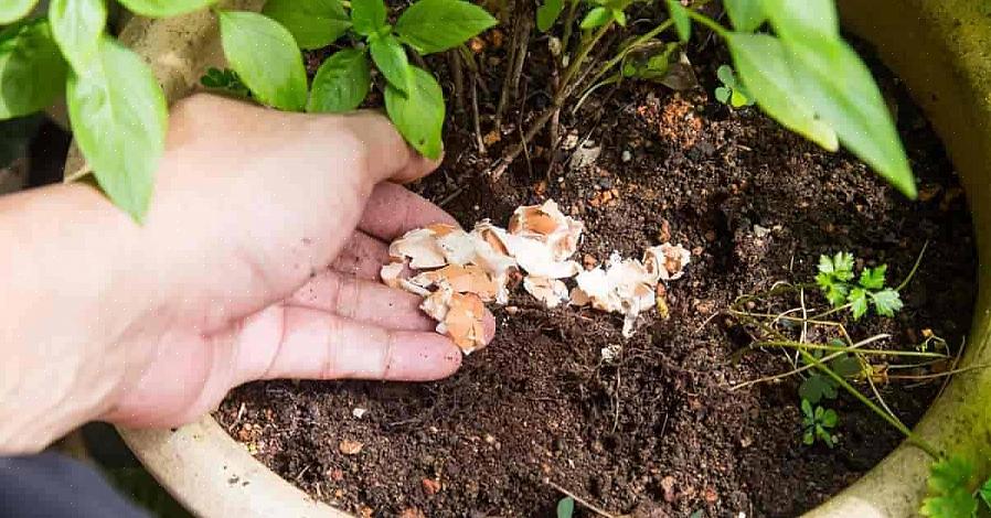 De manier om te bepalen of u calcium aan uw grond moet toevoegen