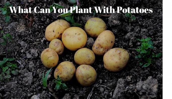 Het is zelfs het beste om te voorkomen dat het planten van aardappelen dezelfde grond is als waar