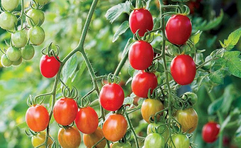 Schoonheidskoningin - Schoonheidskoningin is een productieve producent van kleine tot middelgrote tomaten