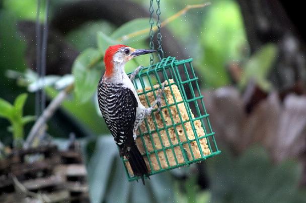 Jonge vogels kunnen ook niervetvoeders bezoeken voor een gemakkelijke maaltijd met veel energie