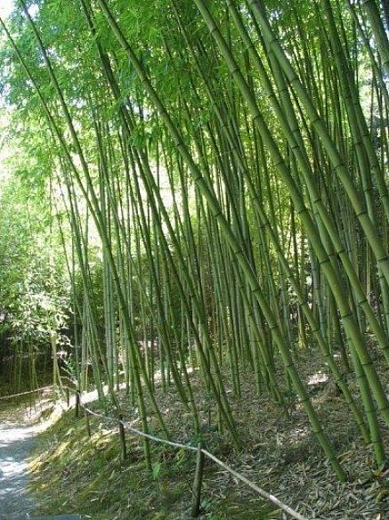 Bamboe is een van de meest bruikbare planten ter wereld