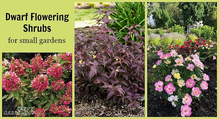 Er is echter een manier om uw tuin of containers met bloeiende planten te vullen zonder veel of helemaal