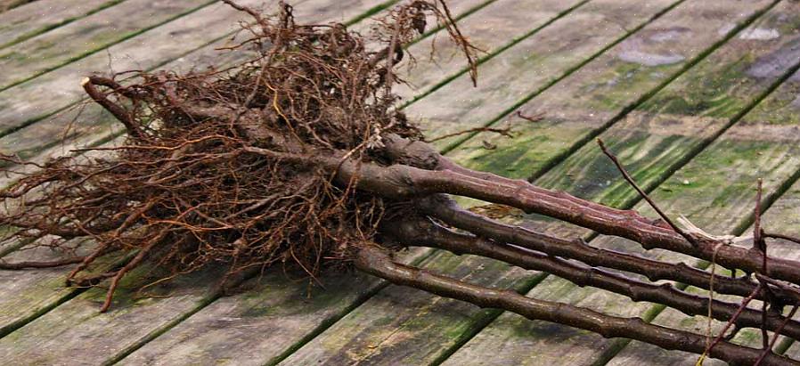 Plantdiepte kan het verschil maken tussen een boom die gedijt