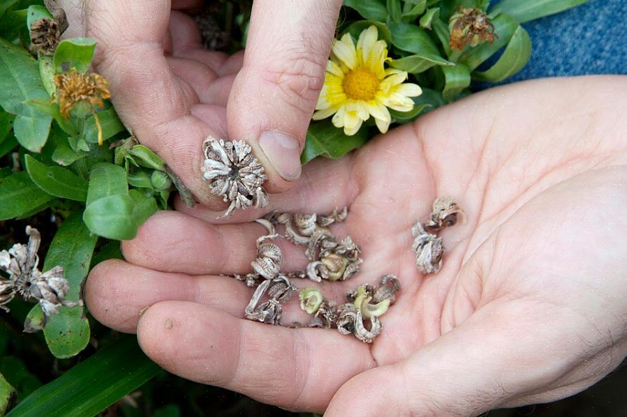Moet je zaden bewaren van heirloom open bestoven planten