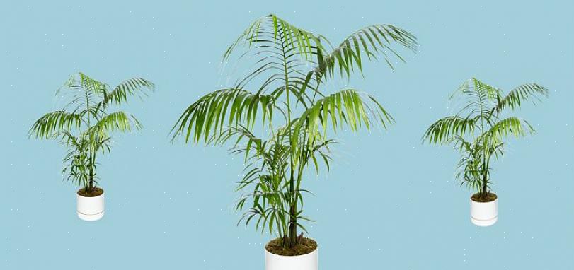 Onder de juiste omstandigheden zal een kentia-palm uiteindelijk uitgroeien tot een prachtige exemplaarplant
