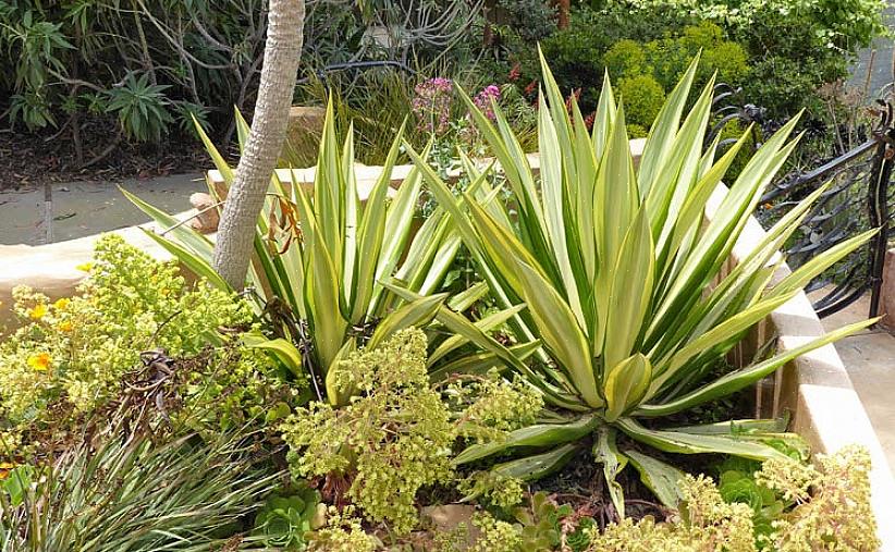 Foetida wordt ook vaak Mauritius-hennep of groene aloë genoemd