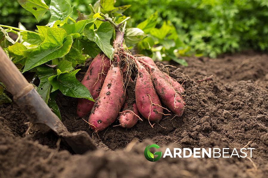 Is het prima om wat zoete aardappelen in de supermarkt te kopen