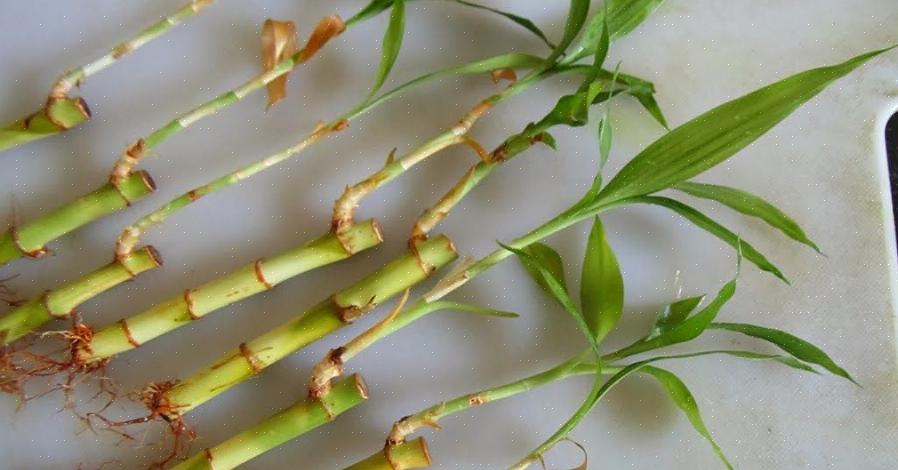 Denk er bij het rooten van lucky bamboo echter aan dat de nieuwe plant niet dezelfde kenmerkende stengels