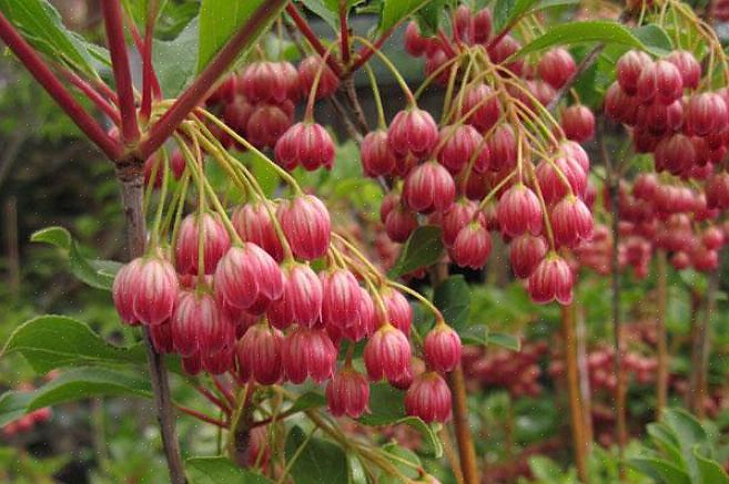 Overweeg dan om Enkianthus campanulatus