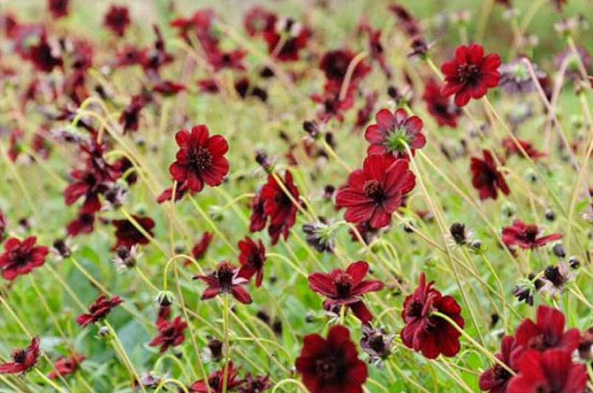 Met zijn diepste kastanjebruine bloemen is de heirloom 'Chocolate Solider' akelei een genot