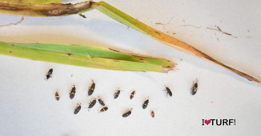 Een besmetting met een chinch bug wordt waarschijnlijker als het gras onder stress staat als gevolg