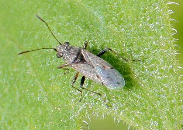 De zuidelijke chinch-bug kan de meeste schade aanrichten