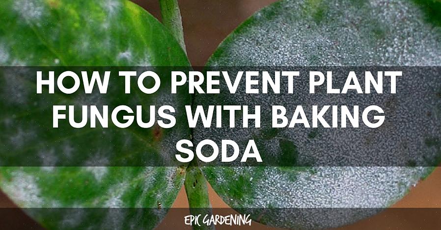 Stop dan met het aanbrengen van de baking soda-spray op uw plant