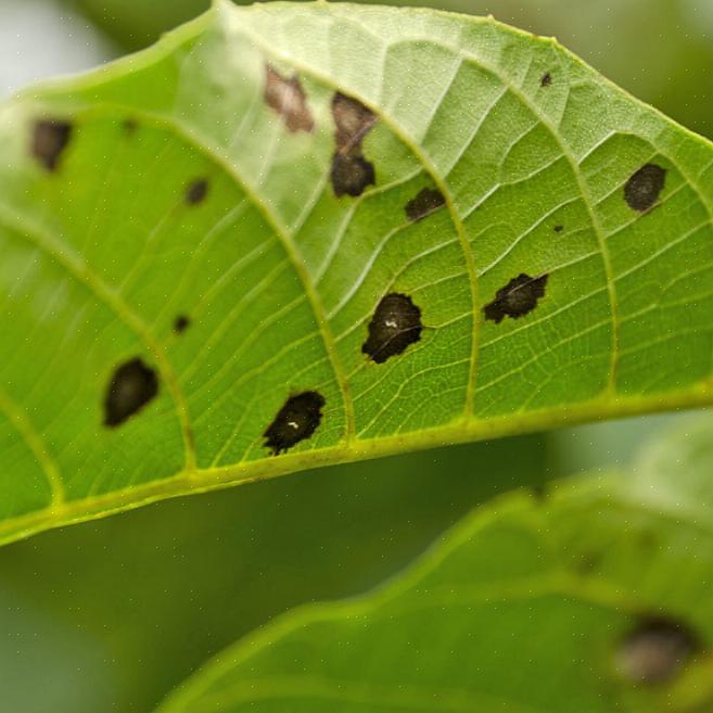 De ziekte is gemeld bij ongeveer twee dozijn Prunus-soorten