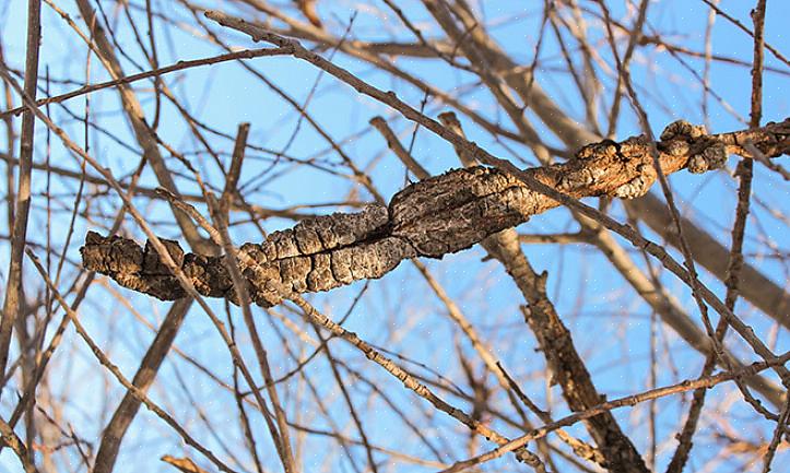 Als u in een gebied woont waar wilde Prunus-soorten vaak besmet zijn met zwarte knoop