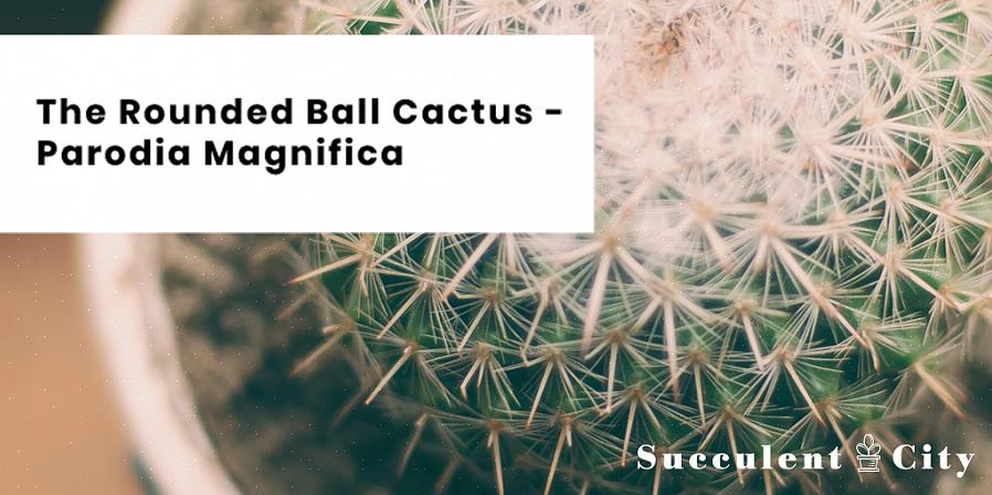 Parodia-cactussen kunnen gemakkelijk worden vermeerderd vanuit offsets