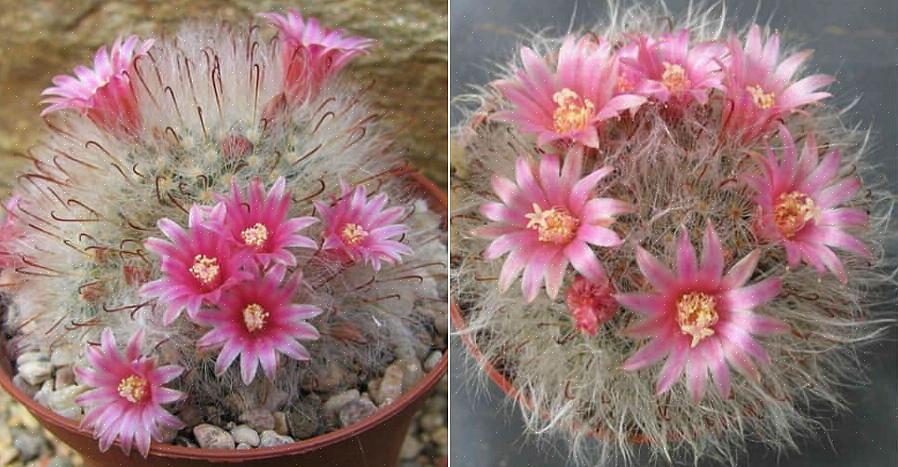 Mammillaria-cactussen kunnen gemakkelijk worden vermeerderd vanuit offsets