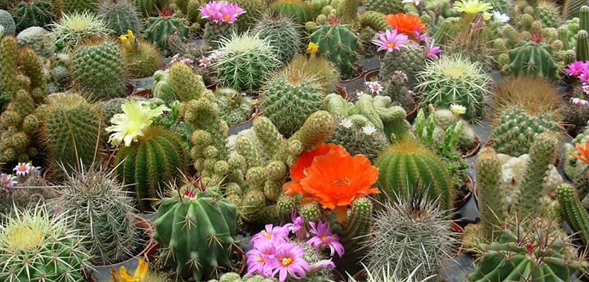 Rebutia cactussen kunnen gemakkelijk worden vermeerderd vanuit offsets