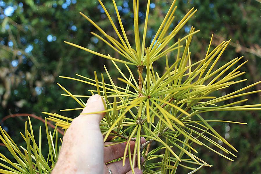 De paraplupijnboom produceert zaadkegels van twee tot vier inch die in het eerste jaar aanvankelijk groen