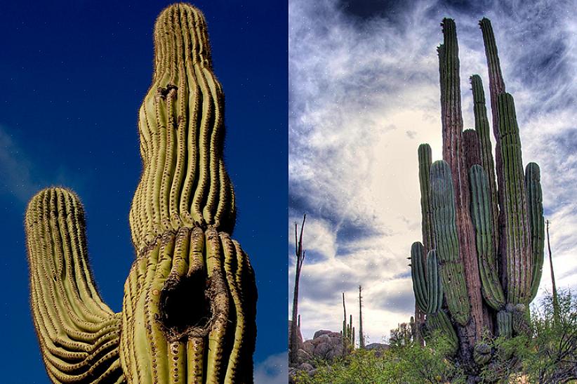 De saguaro-cactus is beschermd