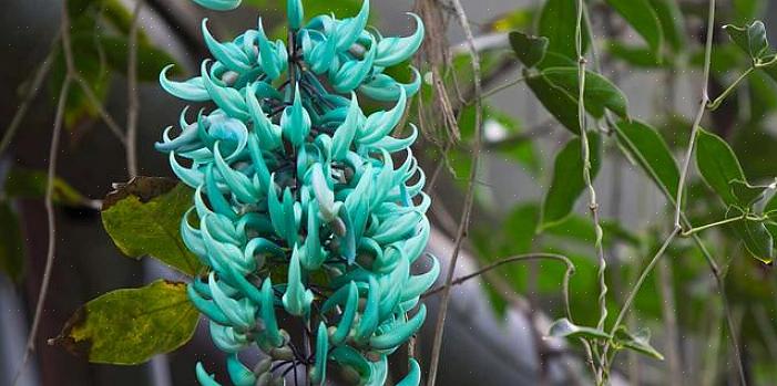 Jade-bloemen zijn agressieve telers die in hun natuurlijke omgeving gemakkelijk bomen