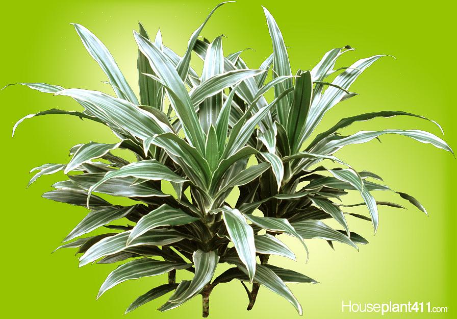 Het geslacht Dracaena heeft enkele van de stevigste kamerplanten opgeleverd die tegenwoordig beschikbaar