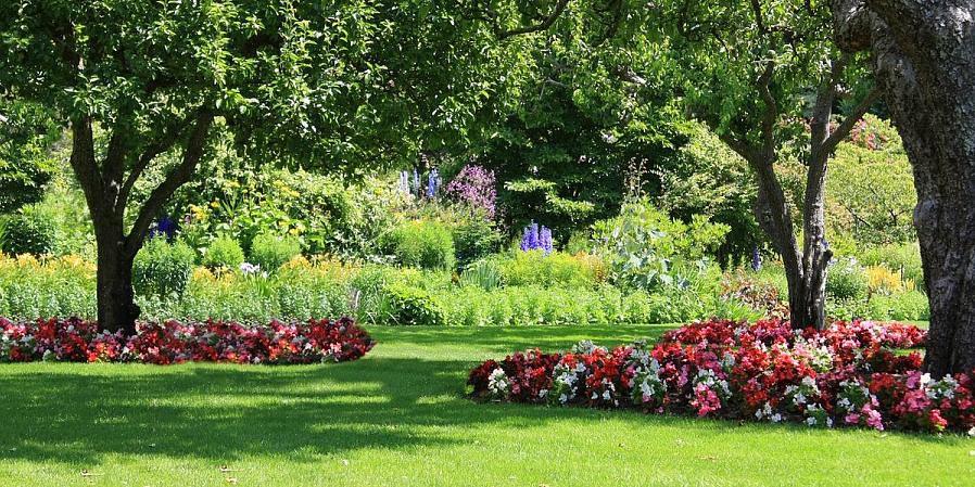 Als je nog steeds denkt dat Impatiens het enige is dat in de schaduw bloeit