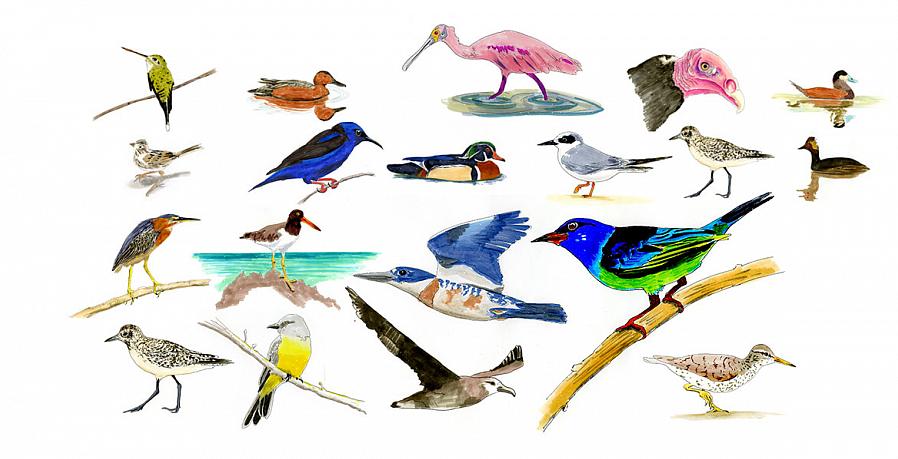 Welke soorten tellen mee voor een lijst met vogels