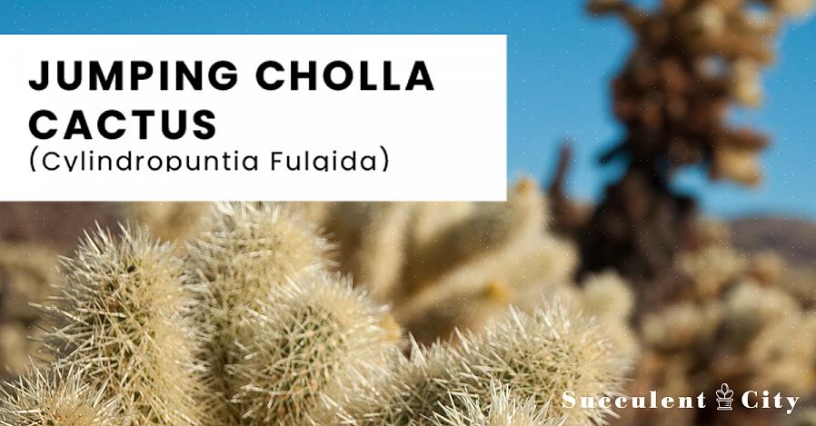Cylindropuntia is een geslacht van cactussen dat van nature voornamelijk voorkomt in Mexico