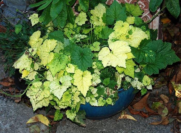 Tolmiea groeit in een zich uitbreidende heuvel van harige