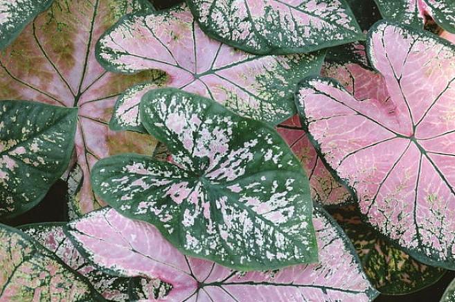 Binnen of buiten zijn caladiums een seizoensplant