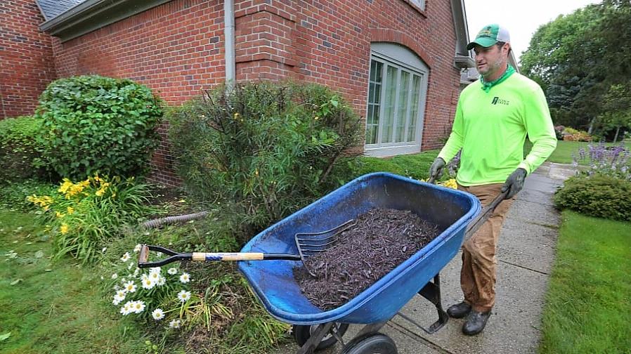 In het bijzonder vragen veel huiseigenaren of geverfde mulch (ook wel "gekleurde mulch" genoemd) veilig