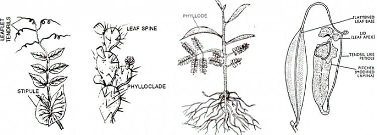 Bij bloeiende planten is een bladsteel over het algemeen slank