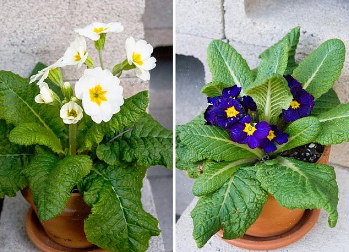 Is primula eigenlijk een uitstekende potplant voor binnenshuis voor winter- of lentebloesems