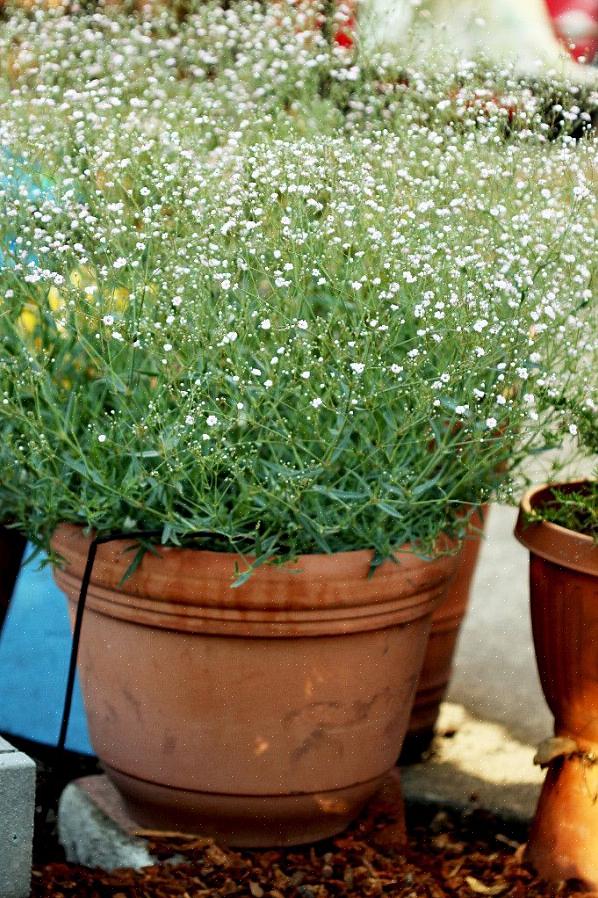 Baby's-Breath Euphorbia begint populair te worden in de kersttijd