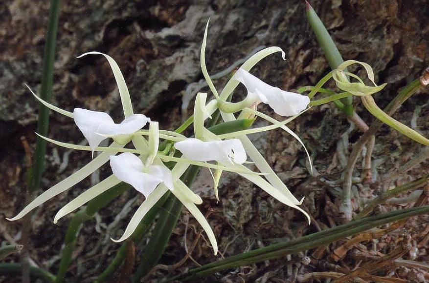 Brassavola-orchideeën zijn door motten bestoven